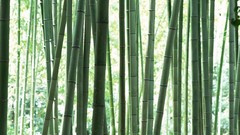 Japan bamboo