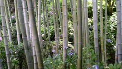 Japan bamboo
