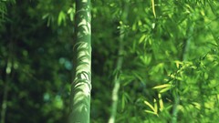 Japan bamboo