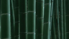 Japan bamboo japan views