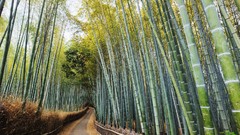 Japan bamboo Kyoto forests