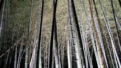 Japan bamboo night view
