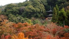 Japan buildings forests