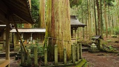 Japan buildings forests