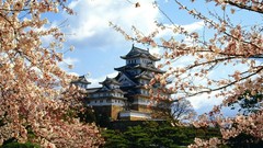 Japan castle cherry blossoms