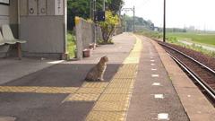 Japan cats train stations