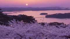 Japan cherry blossoms