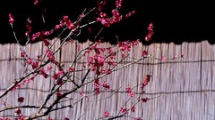 Japan cherry blossoms