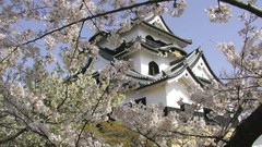 Japan cherry blossoms