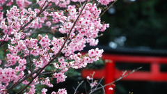 Japan cherry blossoms Flowers