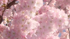 Japan cherry blossoms Flowers