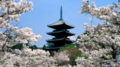 Japan cherry blossoms Kyoto