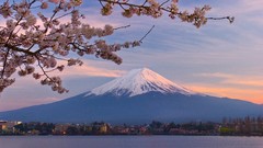 Japan cherry blossoms mount fuji