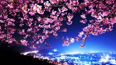Japan City Lights cityscapes cherry blossoms