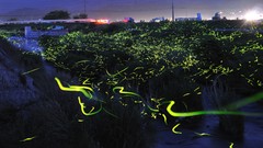 Japan fireflies