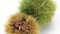 Japan food Japanese food food art