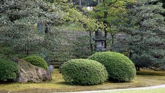 Japan Garden bushes