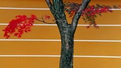 Japan Japanese Kyoto