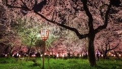 Japan Kyoto national geographic shrine