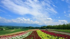 Japan Landscapes Hokkaido