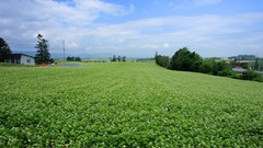 Japan Landscapes Hokkaido