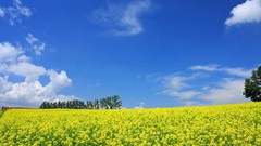 Japan Landscapes Hokkaido