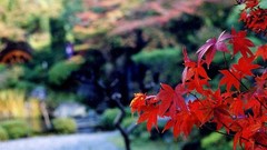 Japan maple-leaf