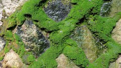 Japan moss