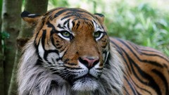 Japan nature Animals Tigers