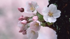 Japan nature Flowers cherries