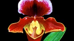 Japan Orchids paphiopedilum