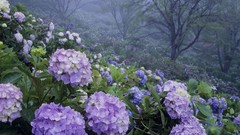 Japan Parks hydrangea