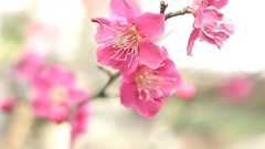 Japan pink flowers cherry blossoms