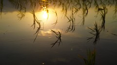 Japan Plants bokeh sunlight Rice paddies