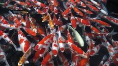 Japan ponds koi
