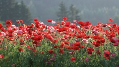 Japan Poppies japan views