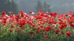 Japan Poppies red flowers