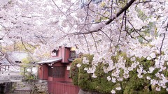 Japan sakura cherry blossoms sakurazaki setsuna