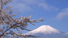 Japan sakura mount fuji