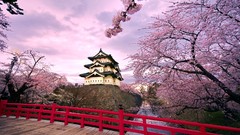 Japan Temples blossoms cherry blossoms japanese bridge