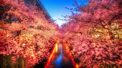 Japan Tokyo City Lights cherry blossoms city night