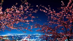 Japan Tokyo City Lights cityscapes cherry blossoms
