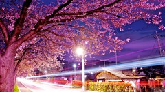 Japan Tokyo cityscapes cherry blossoms city night