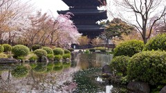 Japan tower sakura cherry blossoms