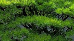 Japanees pine nature