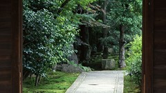 Japanese roads forests