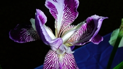 Japanesque historic dsc high