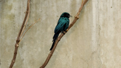 jared nickerson Birds artwork branch wall Beige Animals twigs