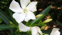 Jasmine white flowers Flowers