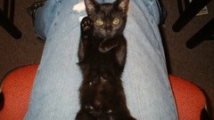 Jeans cats Animals yellow